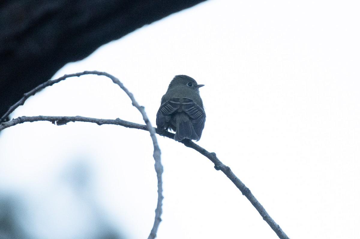 Hammond's Flycatcher - ML644892284