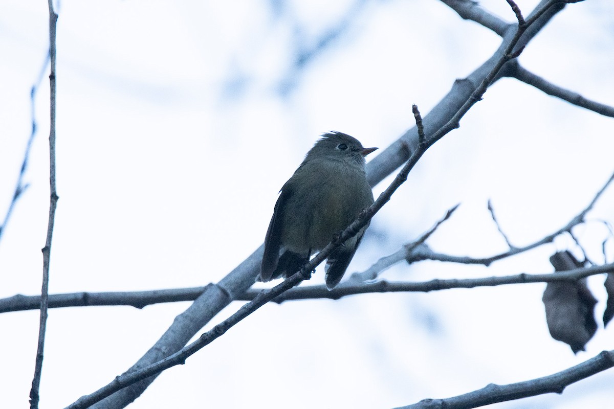 Hammond's Flycatcher - ML644892285
