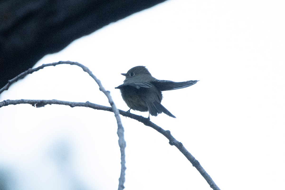 Hammond's Flycatcher - ML644892286