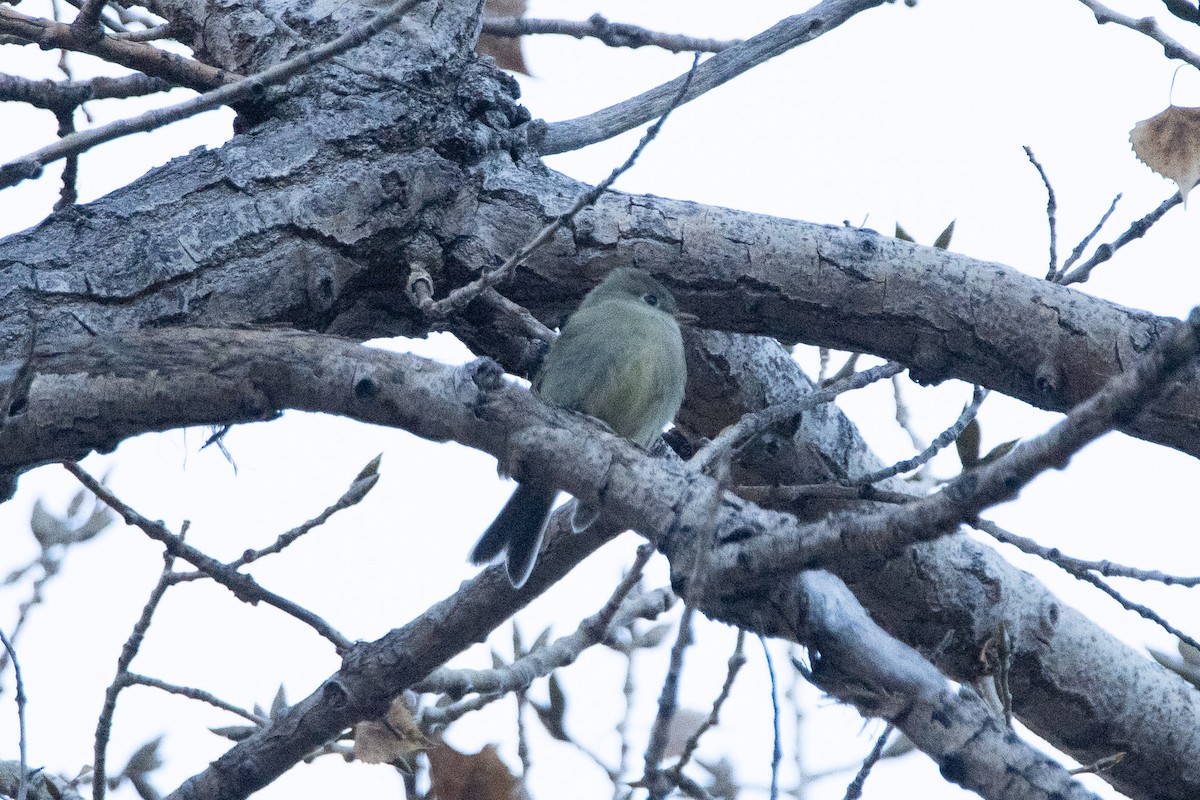 Hammond's Flycatcher - ML644892287