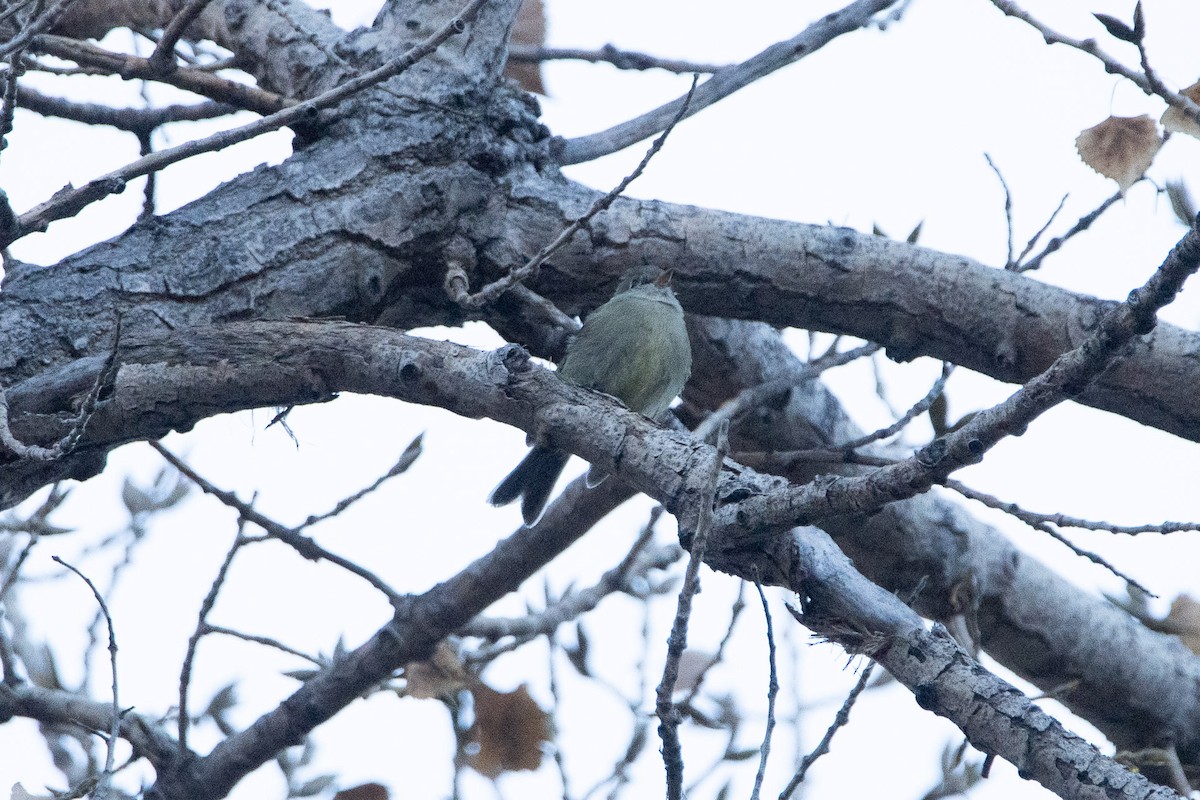 Hammond's Flycatcher - ML644892288