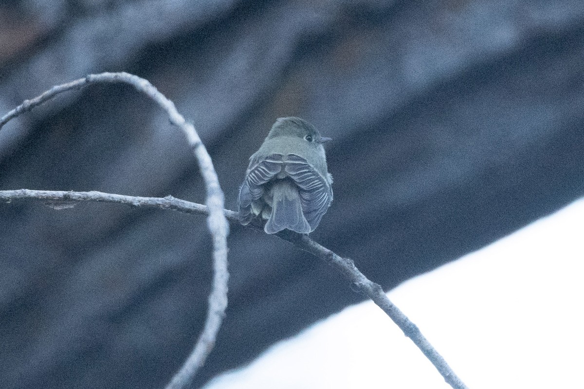 Hammond's Flycatcher - ML644892289