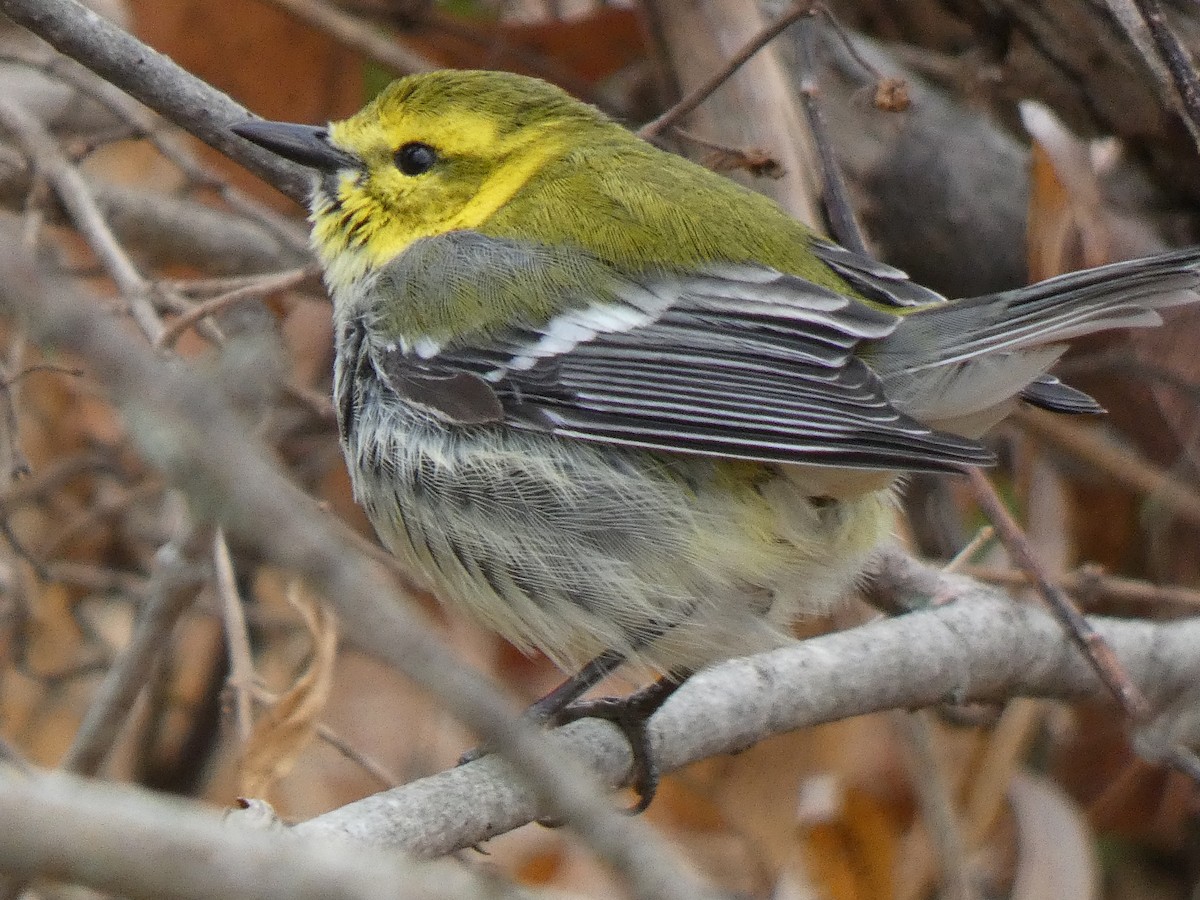 Black-throated Green Warbler - ML644892299