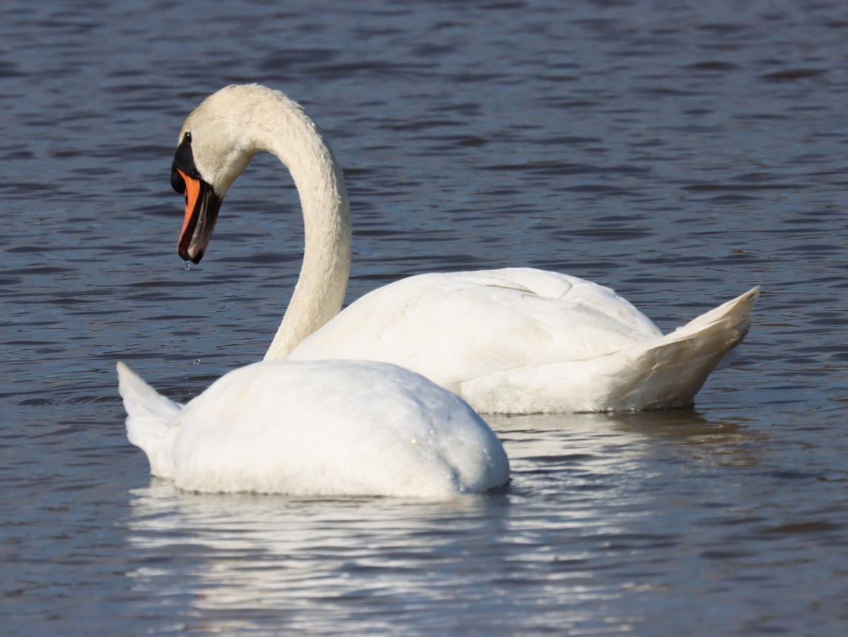 Mute Swan - ML644892303