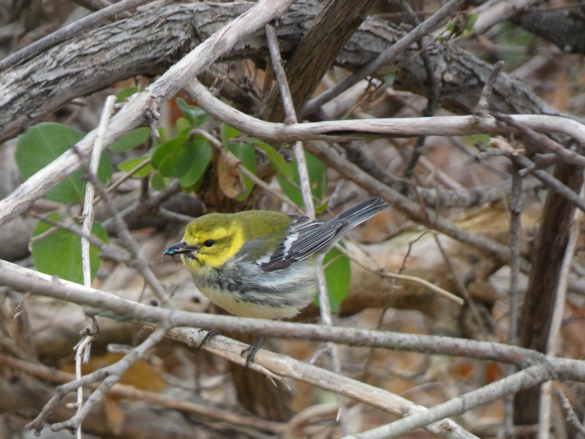 Black-throated Green Warbler - ML644892312