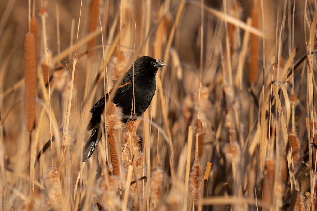 Красноплечий трупиал - ML644892335