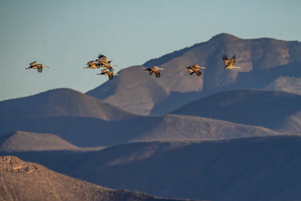 Sandhill Crane - ML644892344