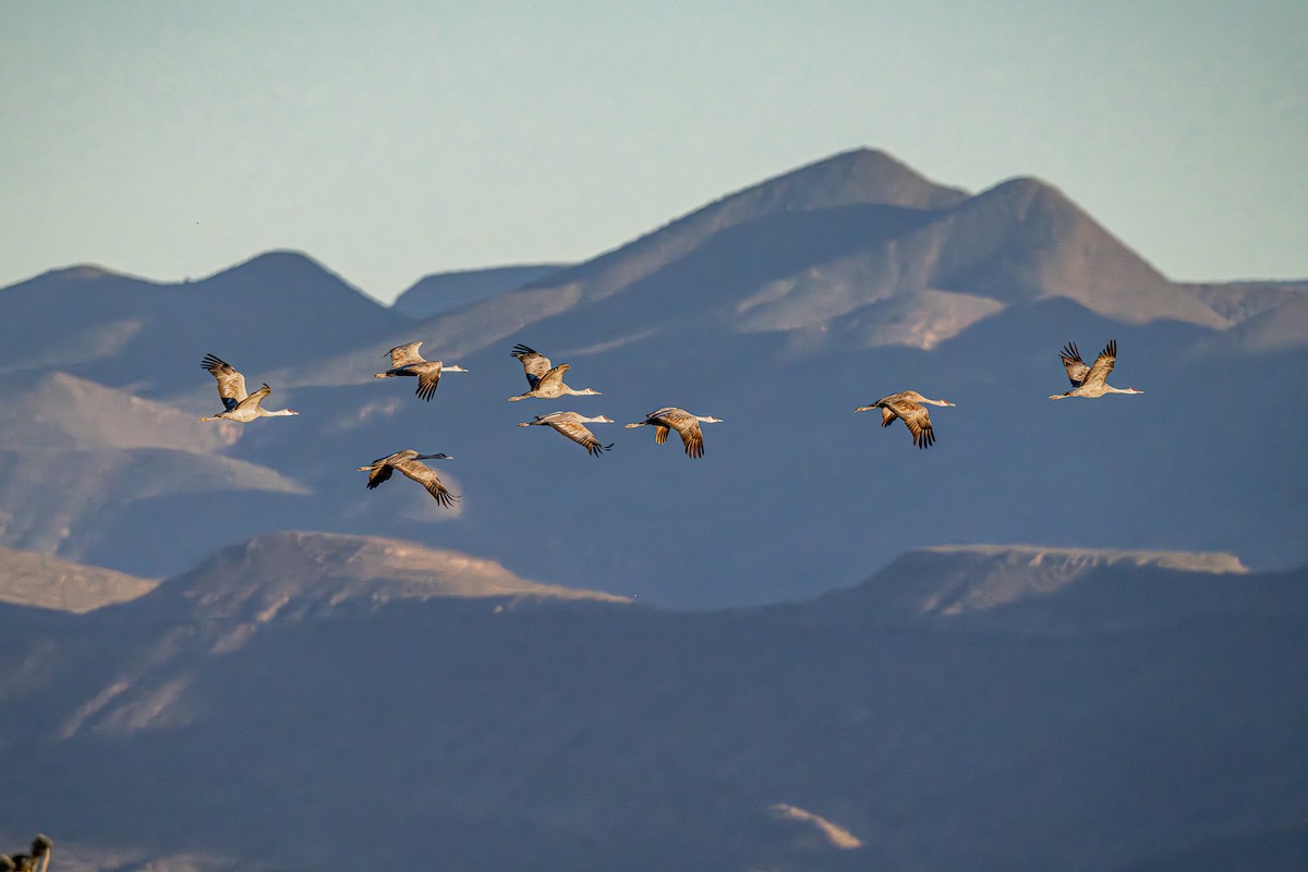Sandhill Crane - ML644892345