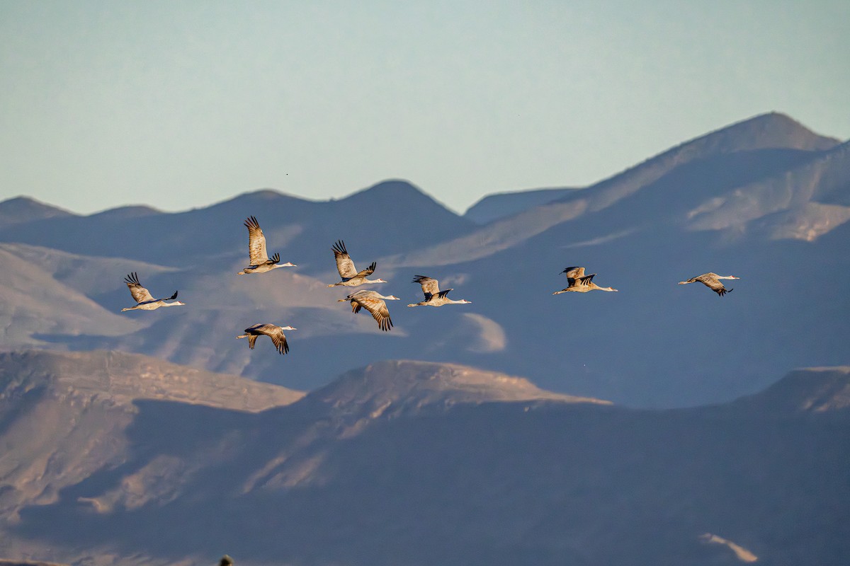 Sandhill Crane - ML644892346