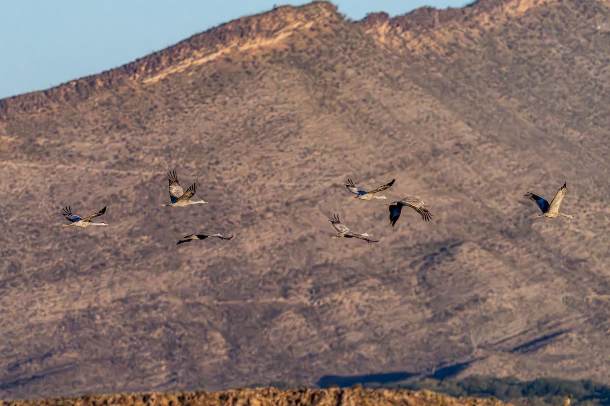 Sandhill Crane - ML644892347