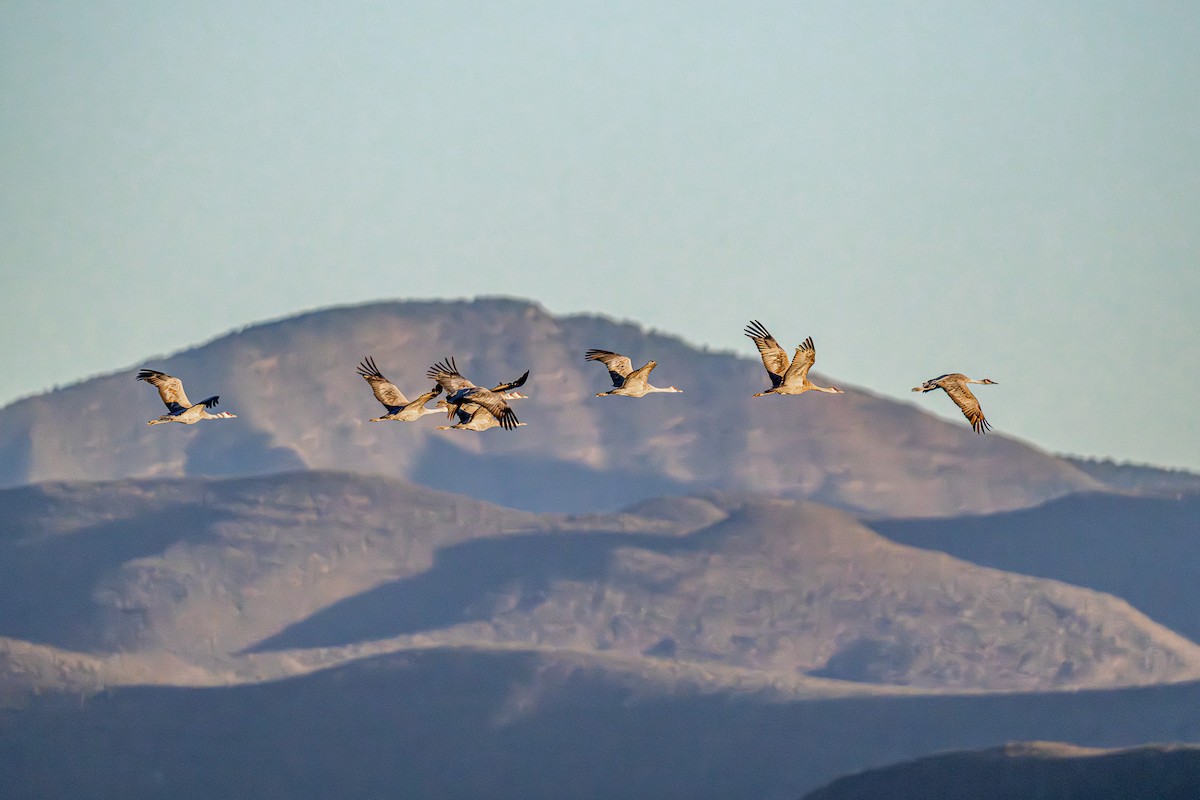 Sandhill Crane - ML644892348