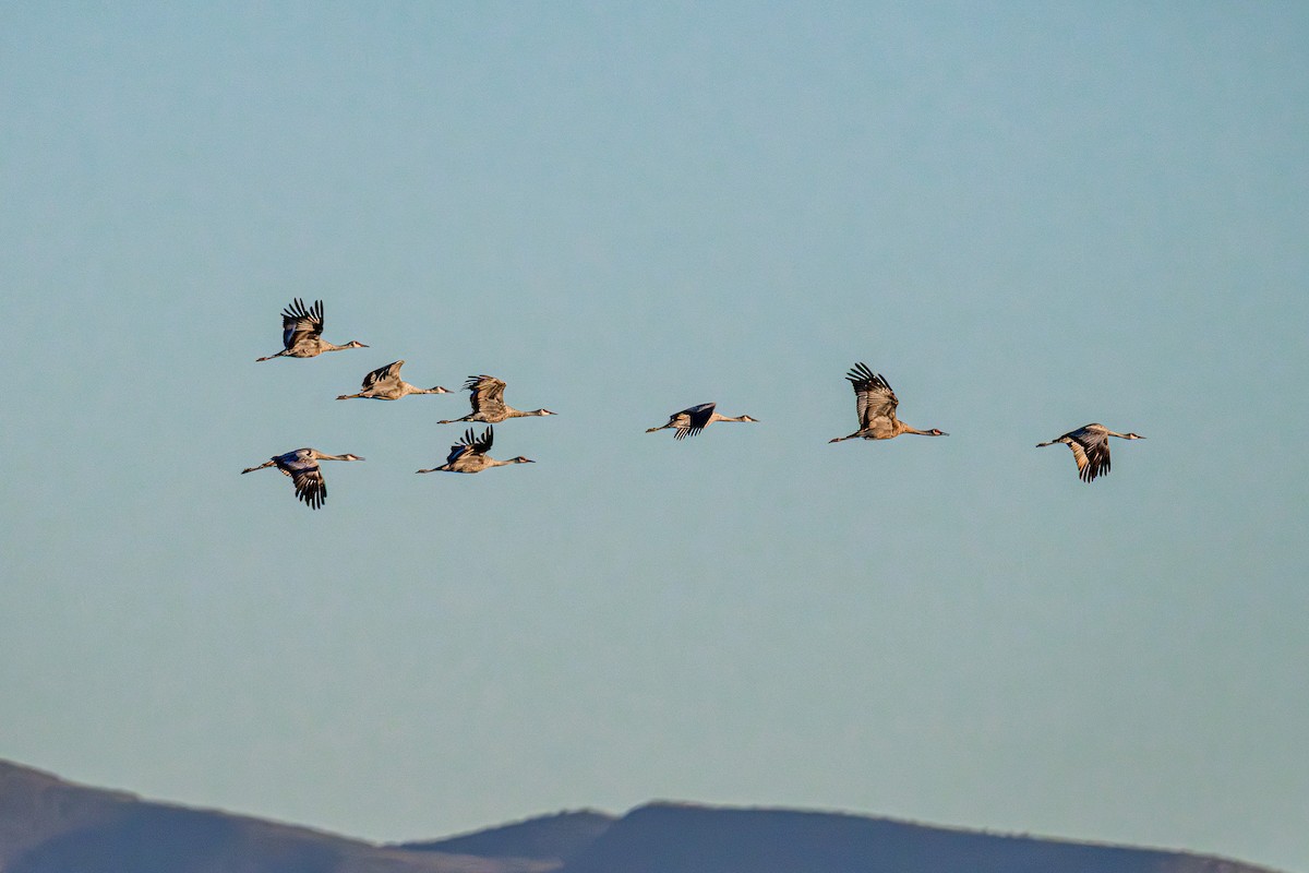 Sandhill Crane - ML644892349
