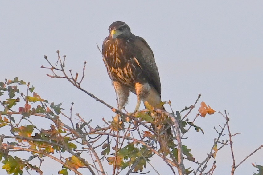 Poiana di Harris - ML644892360