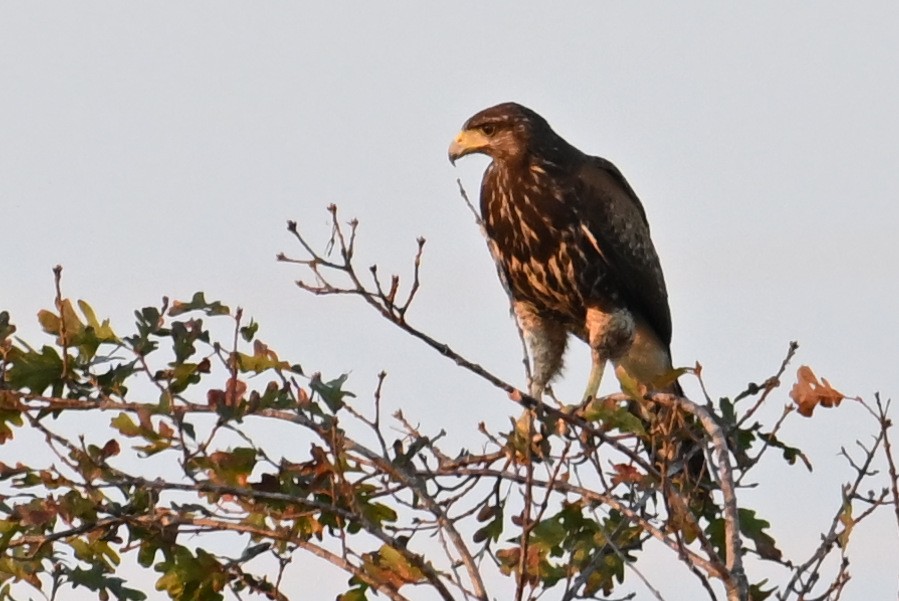 Poiana di Harris - ML644892362