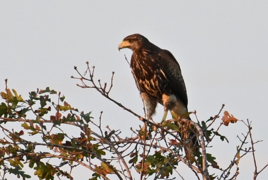 Poiana di Harris - ML644892364