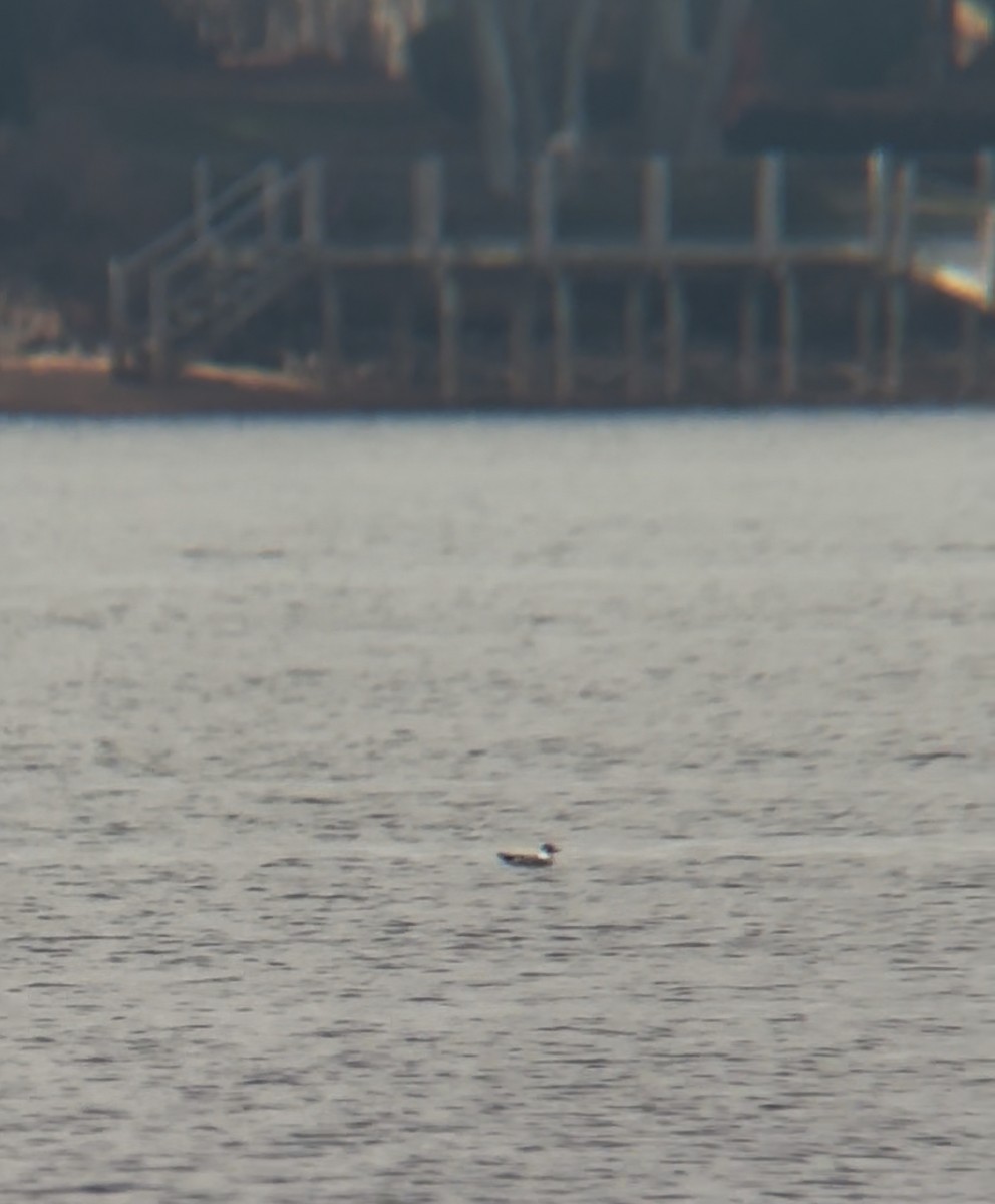 Franklin's Gull - ML644892365