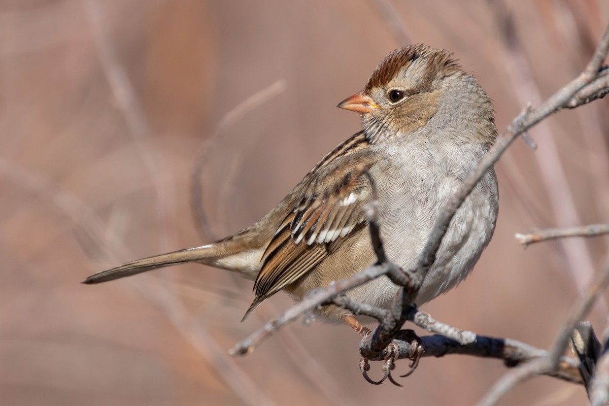 Bruant à couronne blanche - ML644892369