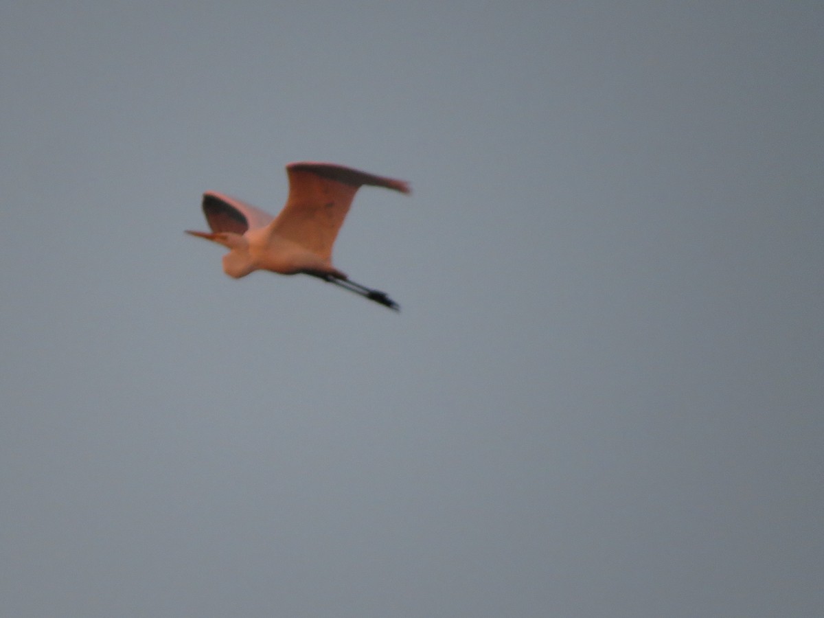 Silberreiher - ML644892373