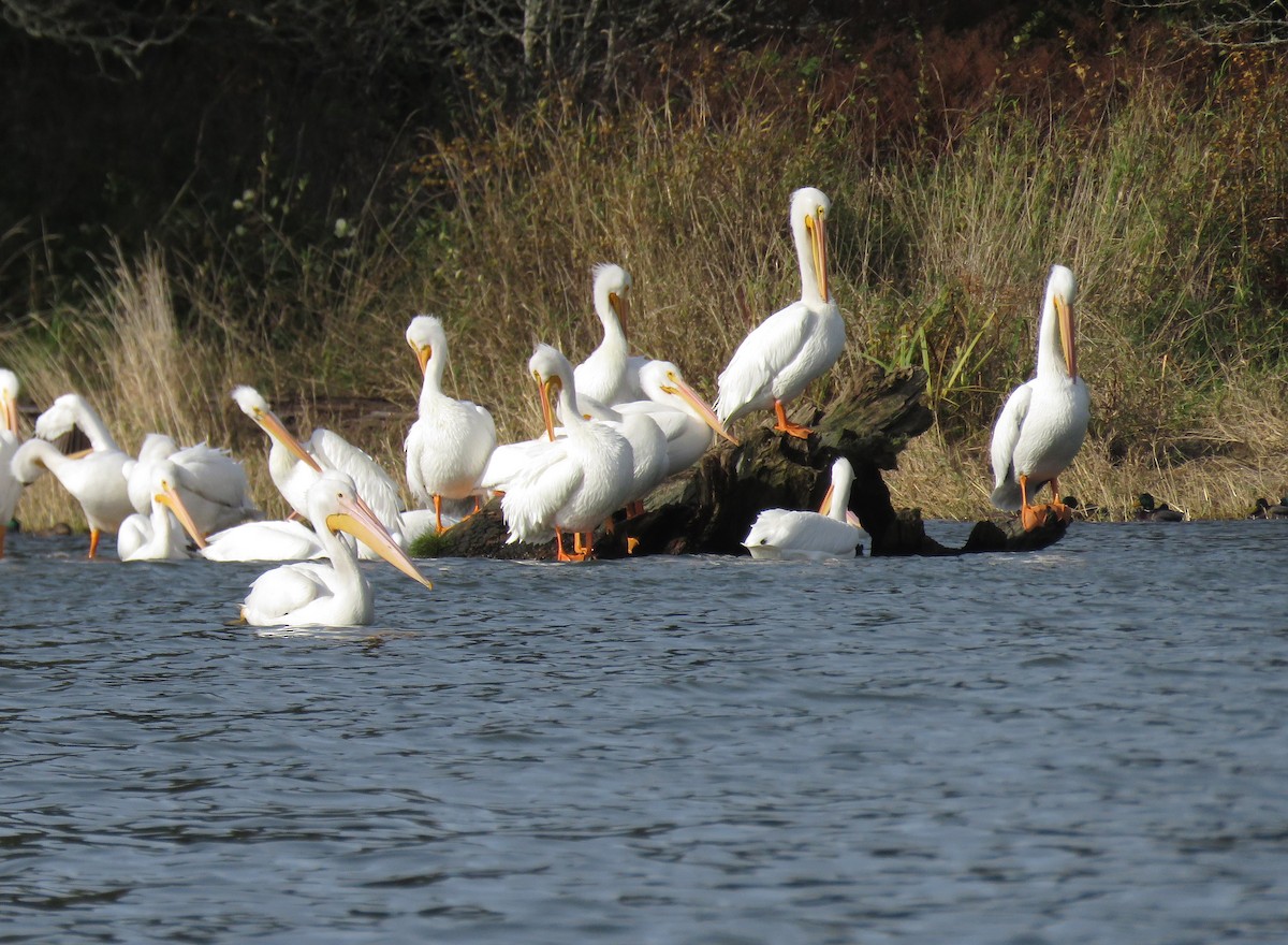 American White Pelican - ML644892400