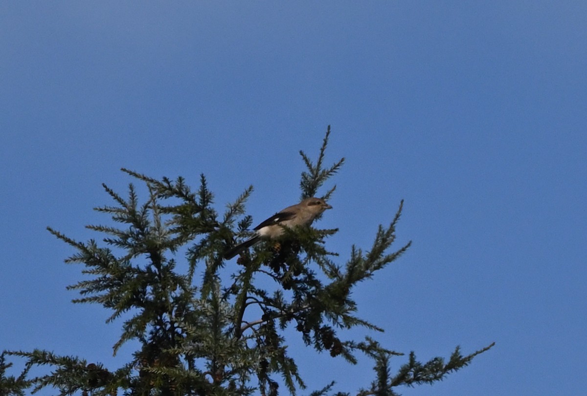 ťuhýk severní - ML644892405