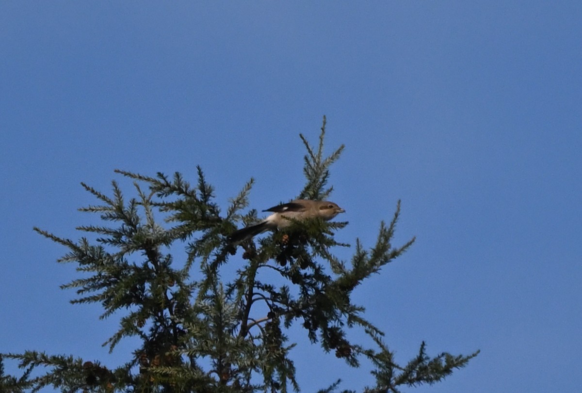 ťuhýk severní - ML644892406