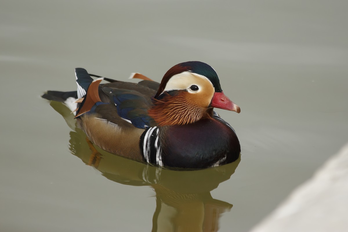 鴛鴦 - ML644892421