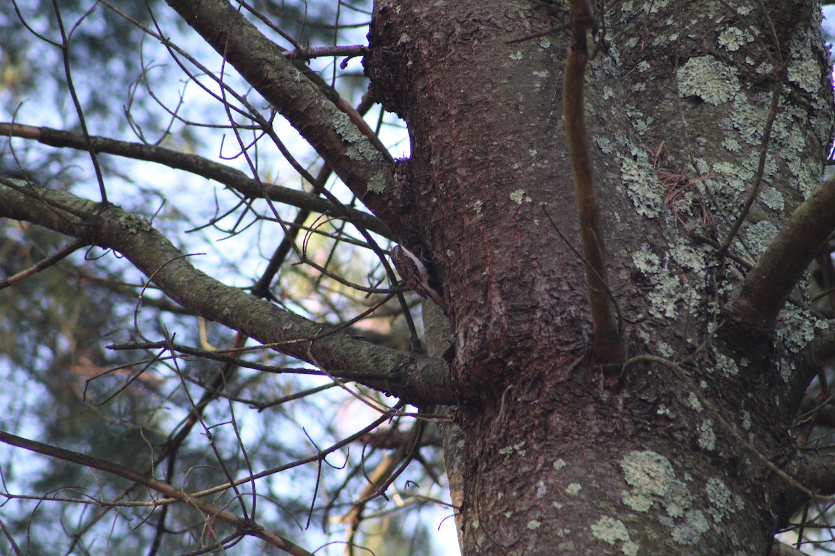 amerikatrekryper - ML644892424