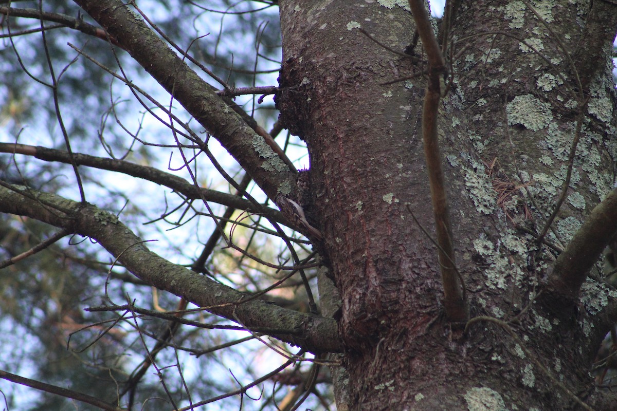 amerikatrekryper - ML644892425