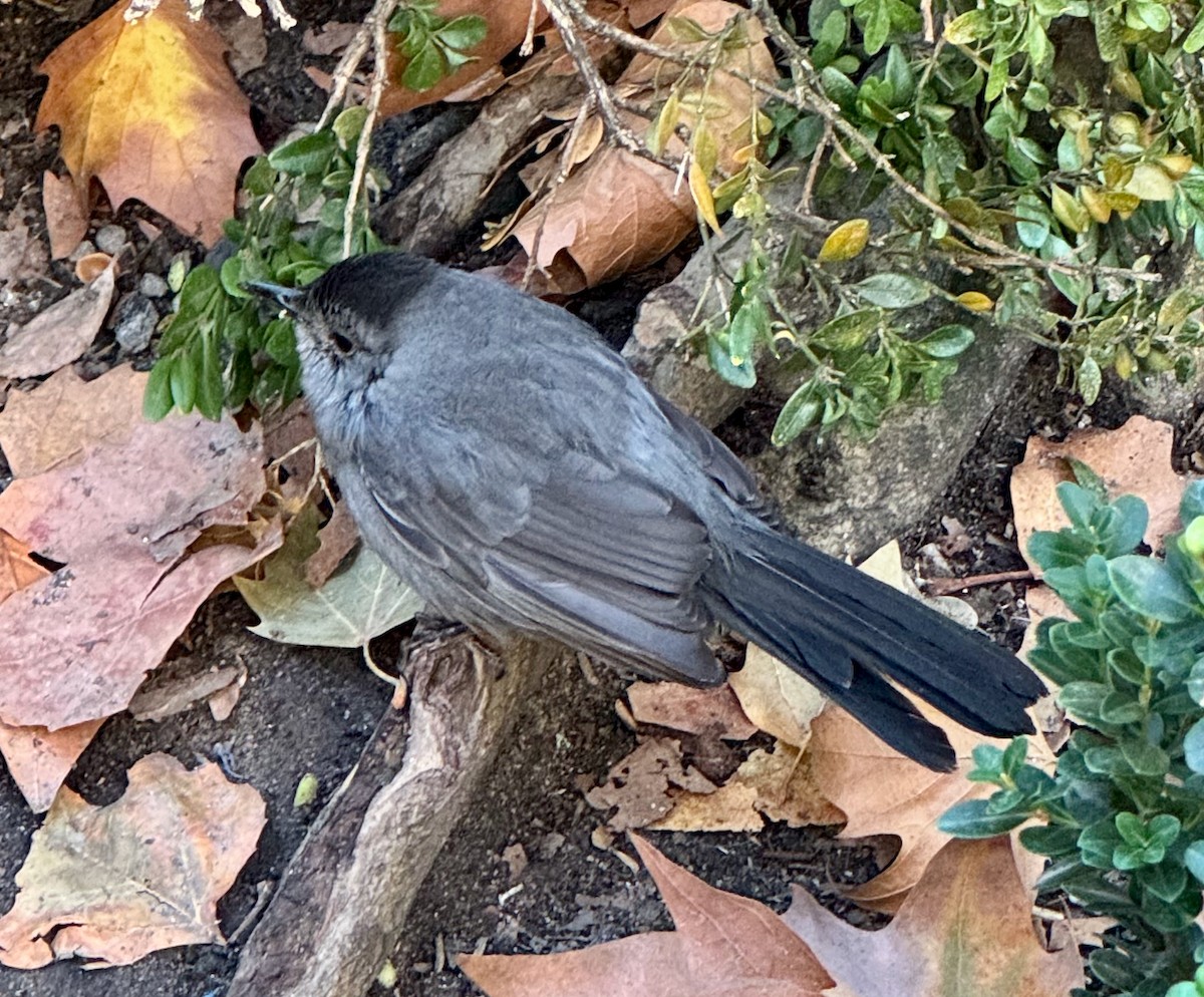 Пересмішник сірий - ML644892427