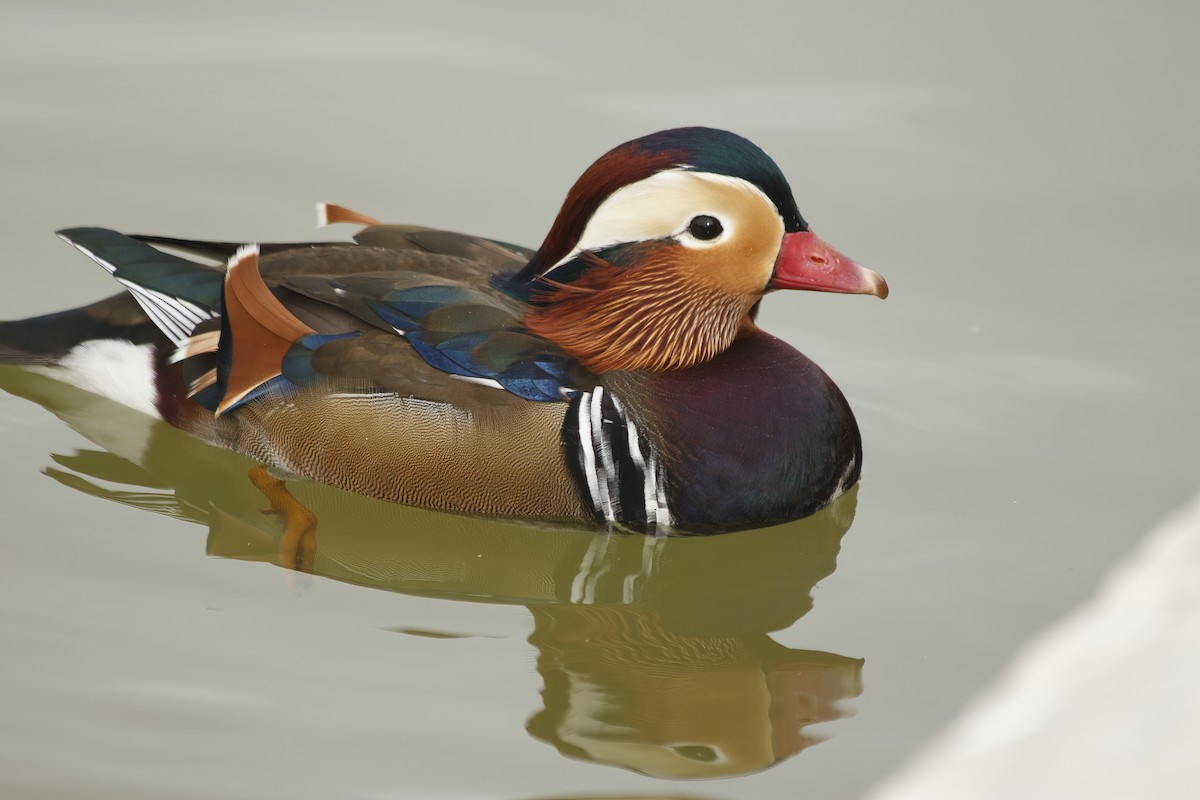 鴛鴦 - ML644892428