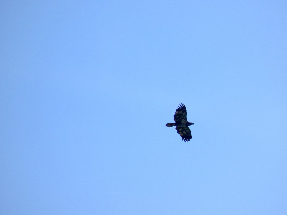 Bald Eagle - ML644892442