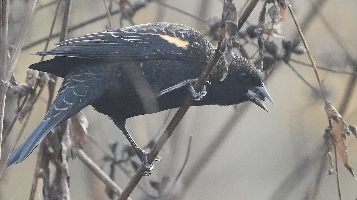 Красноплечий трупиал - ML644892444