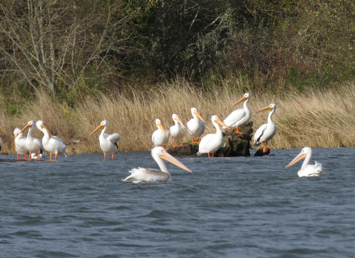 American White Pelican - ML644892453