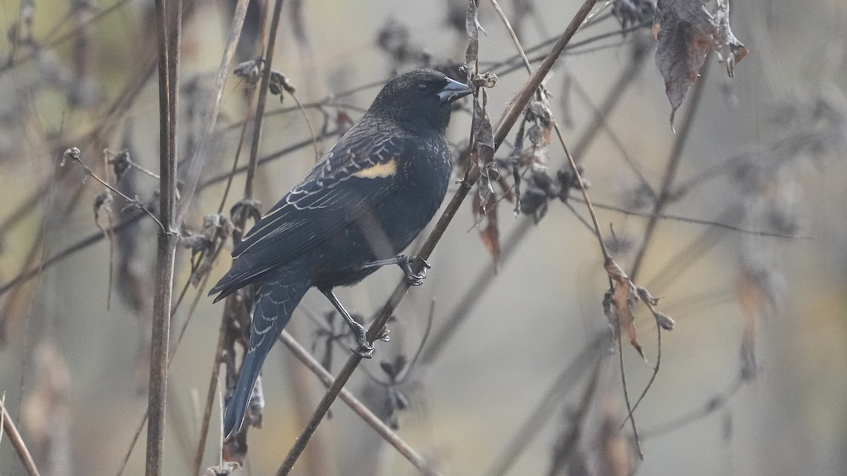 Красноплечий трупиал - ML644892454