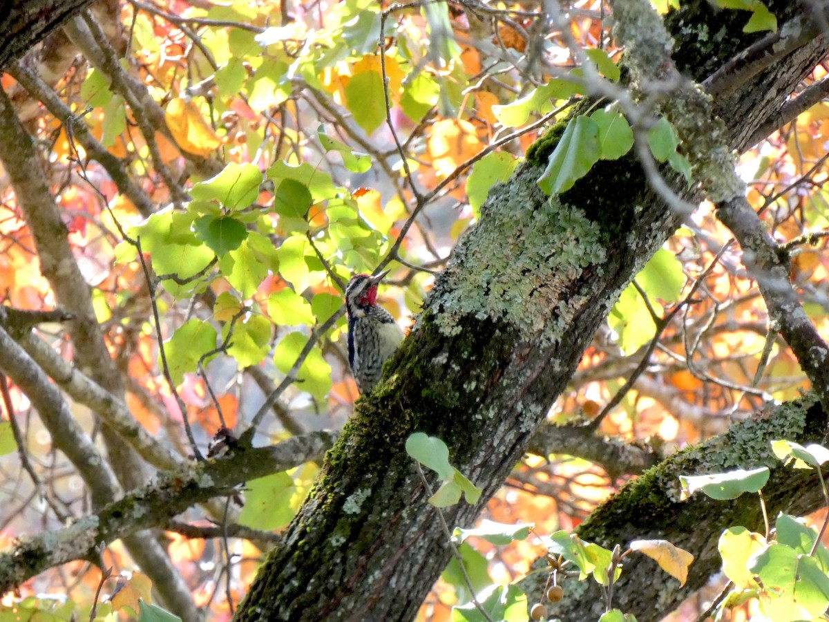 Yellow-bellied Sapsucker - ML644892465