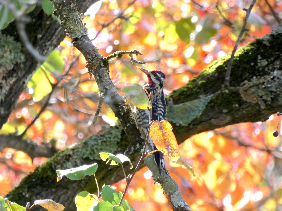 Yellow-bellied Sapsucker - ML644892466