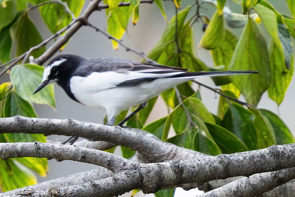 Japanese Wagtail - ML644892471