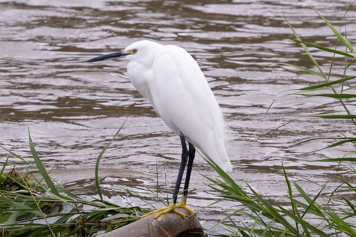 Little Egret - ML644892484