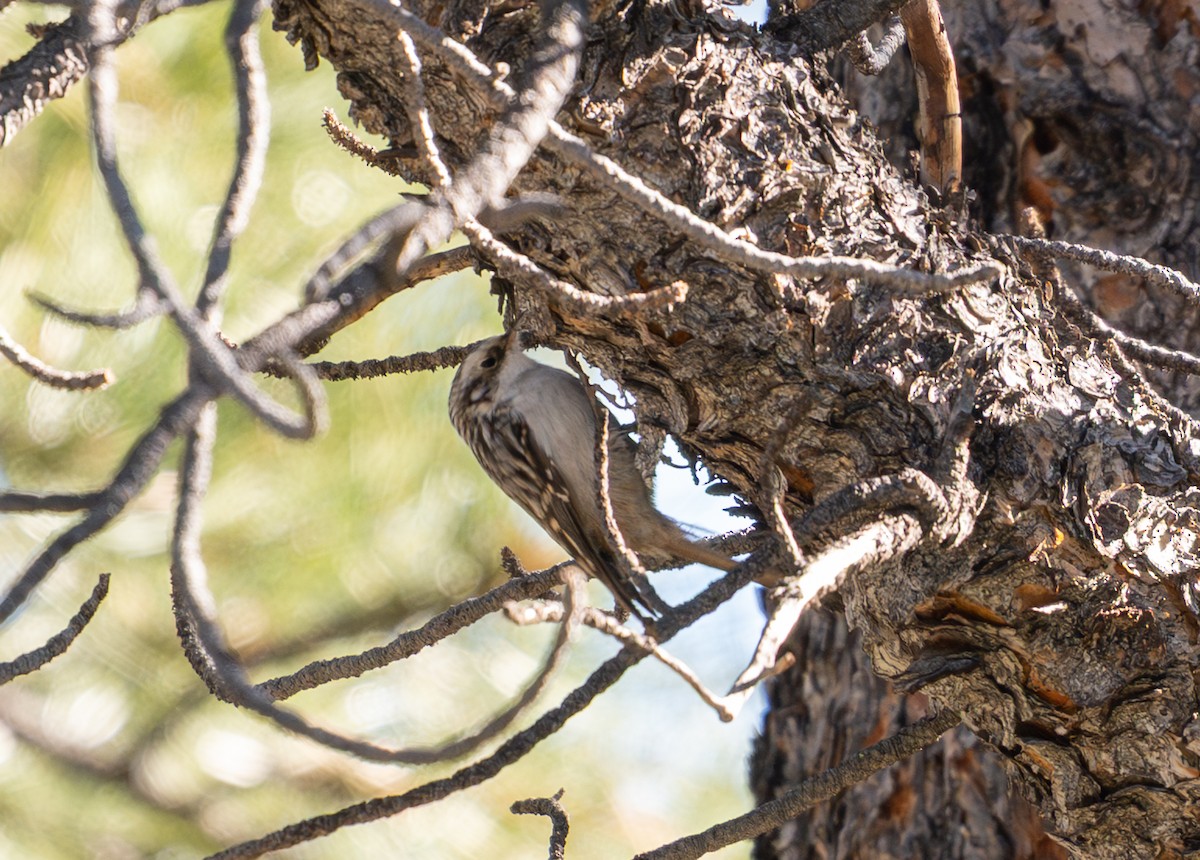 amerikatrekryper - ML644892485