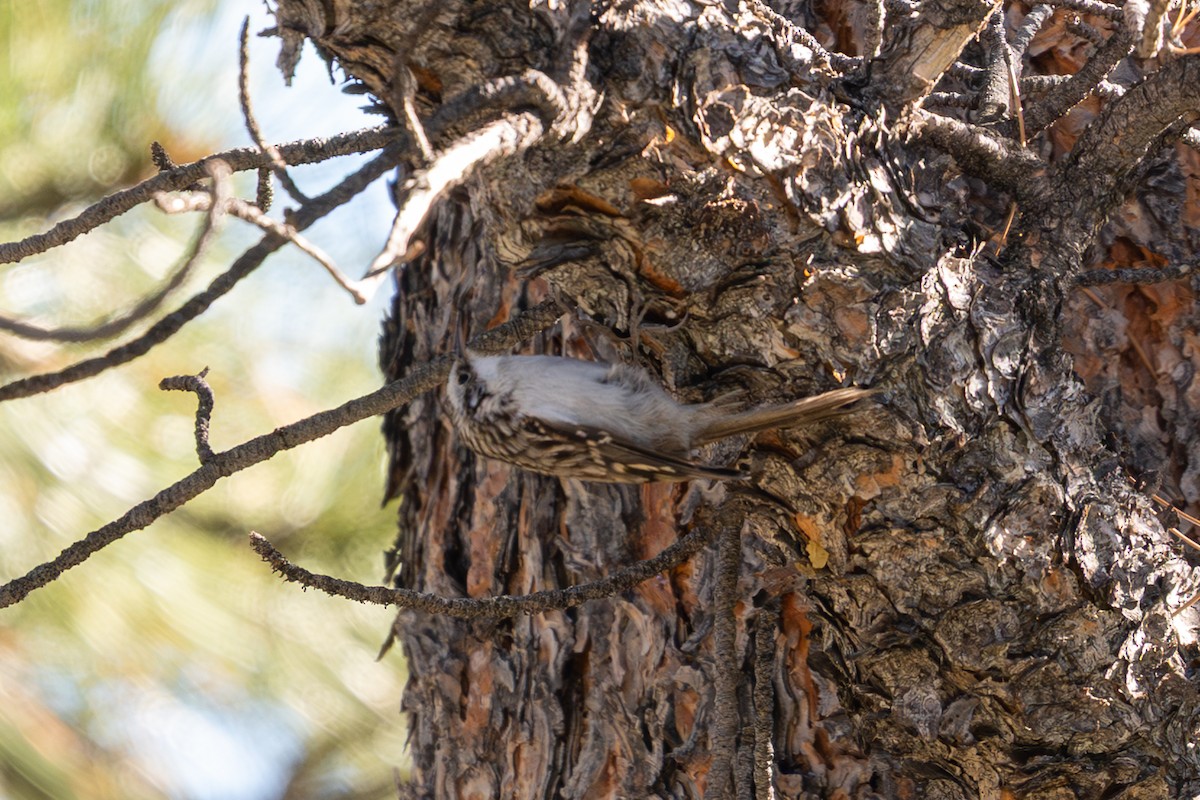 amerikatrekryper - ML644892486