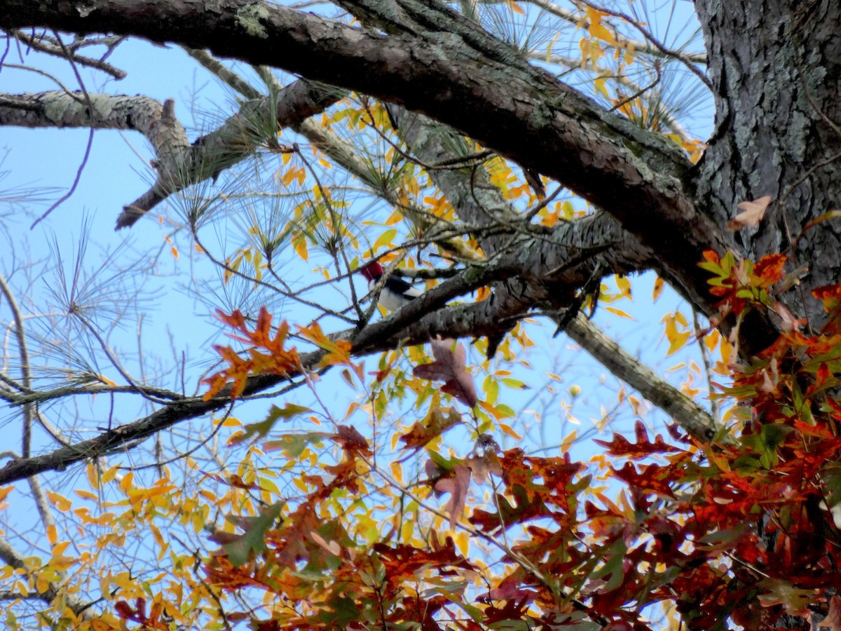 Red-headed Woodpecker - ML644892487