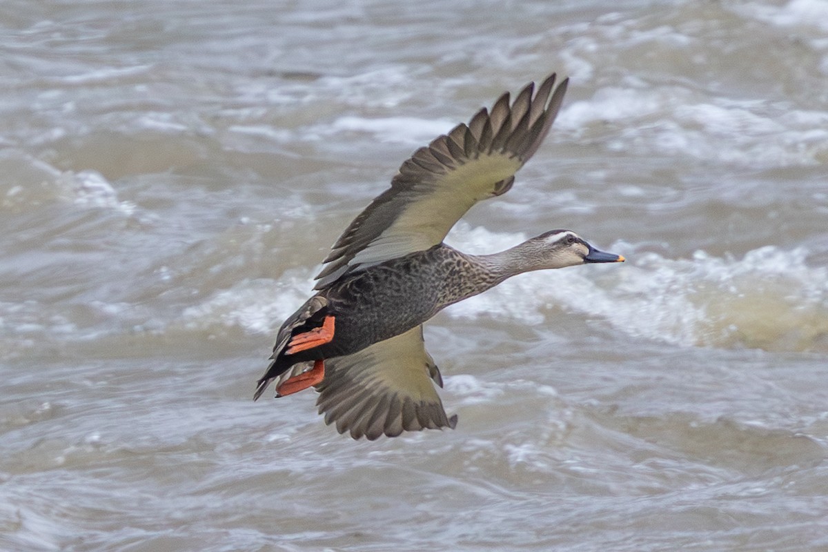 Eastern Spot-billed Duck - ML644892490