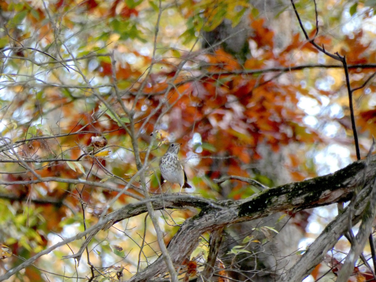 Hermit Thrush - ML644892507