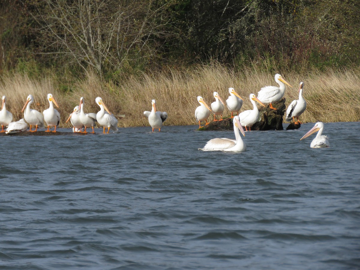 American White Pelican - ML644892509