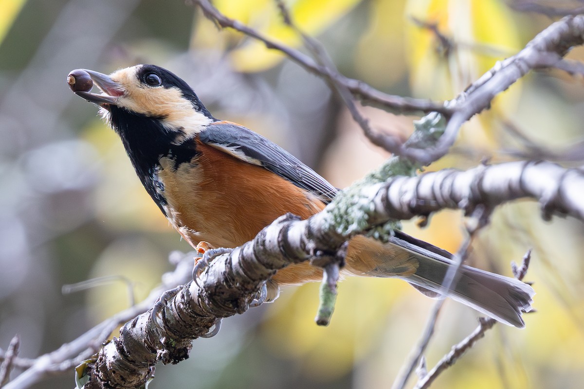 Varied Tit - ML644892512