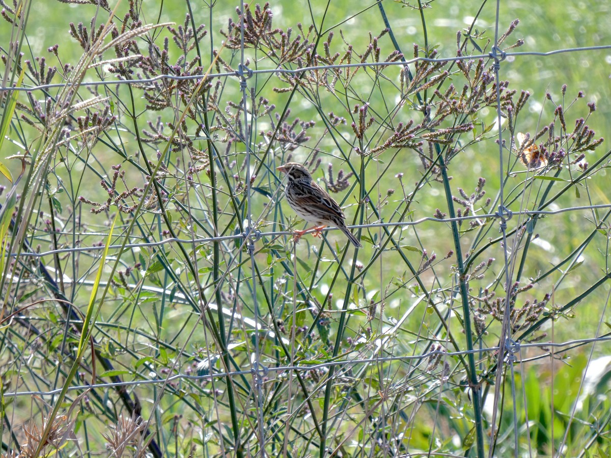 Savannah Sparrow - ML644892513