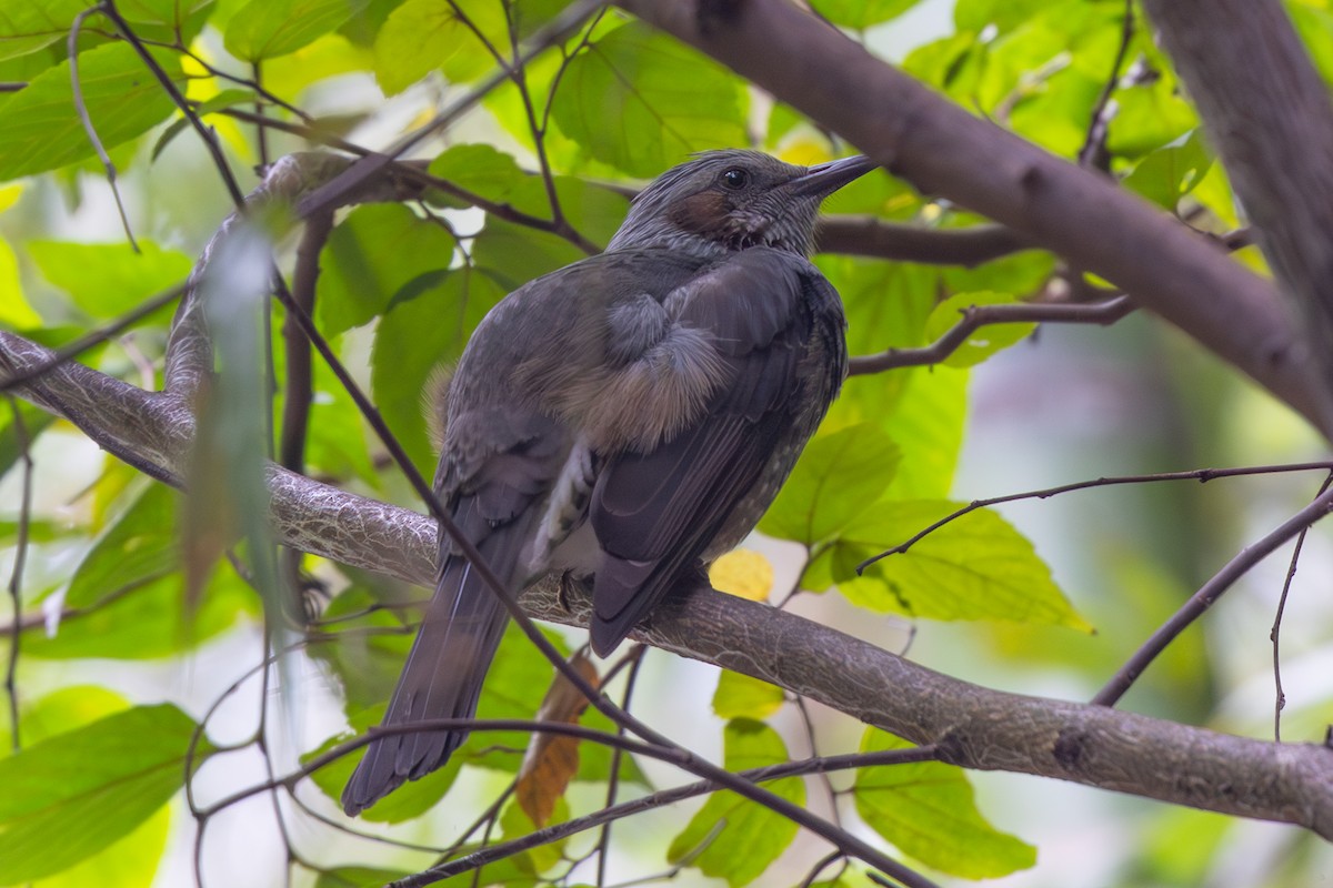 Brown-eared Bulbul - ML644892516