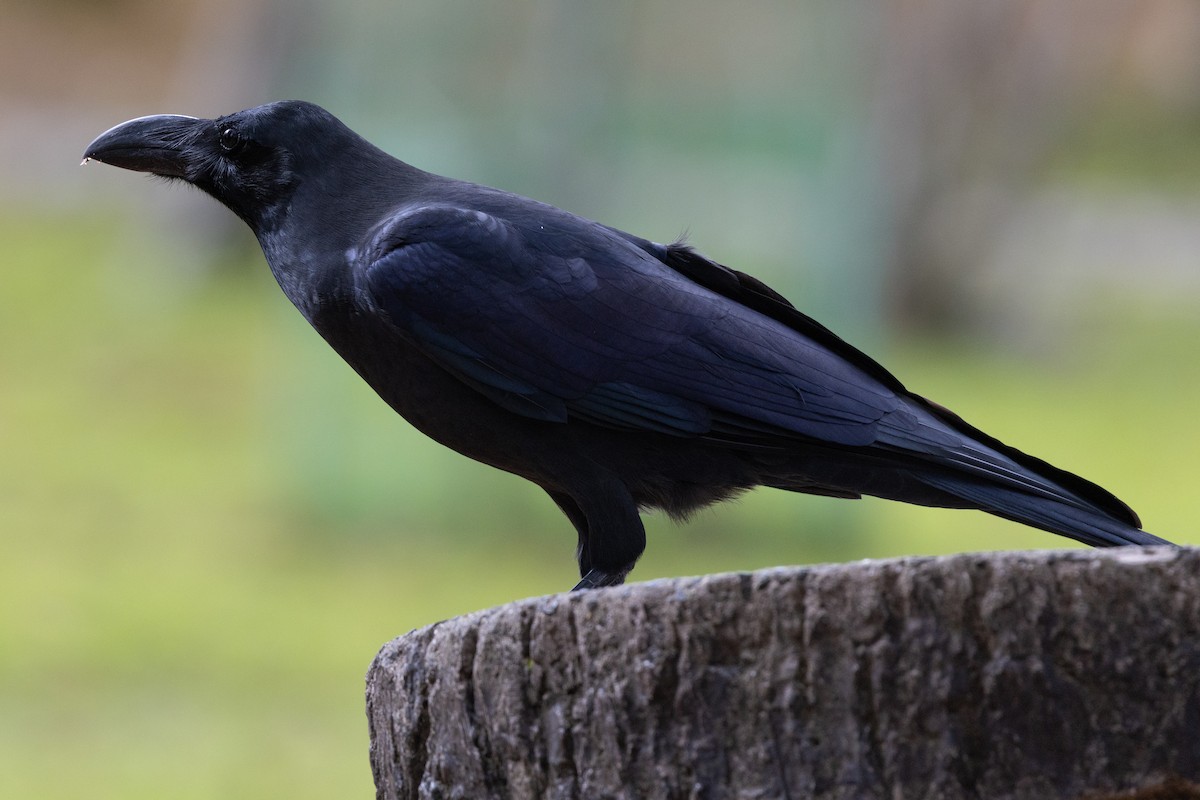 Large-billed Crow - ML644892522