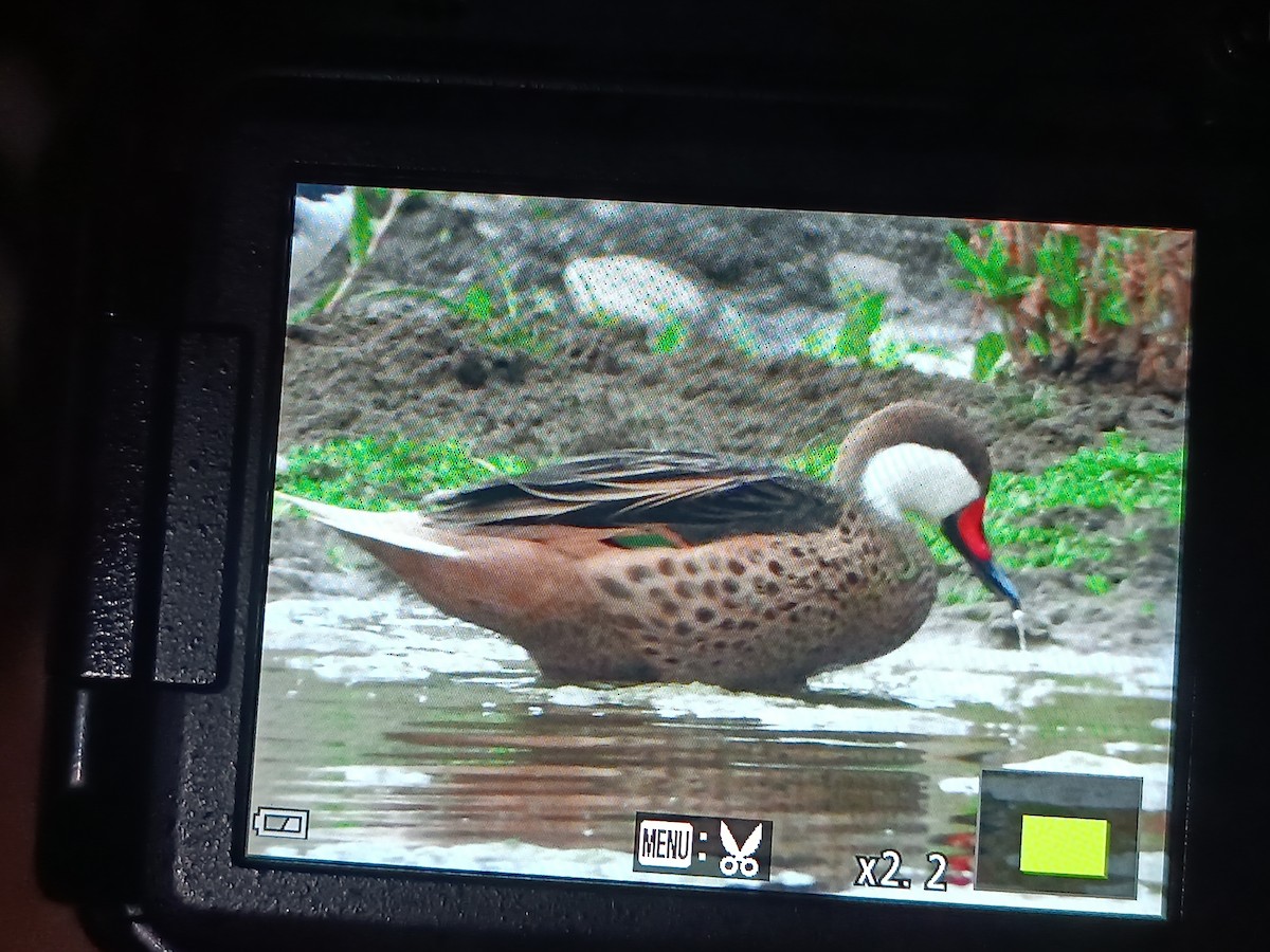 White-cheeked Pintail - ML644892524