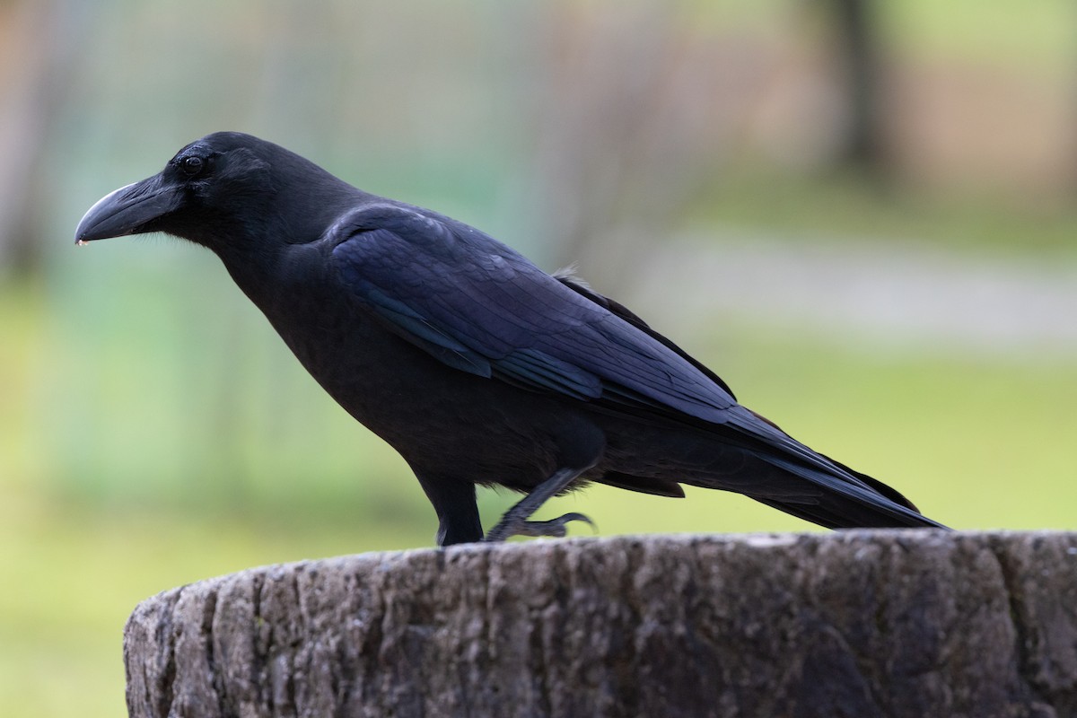 Large-billed Crow - ML644892535